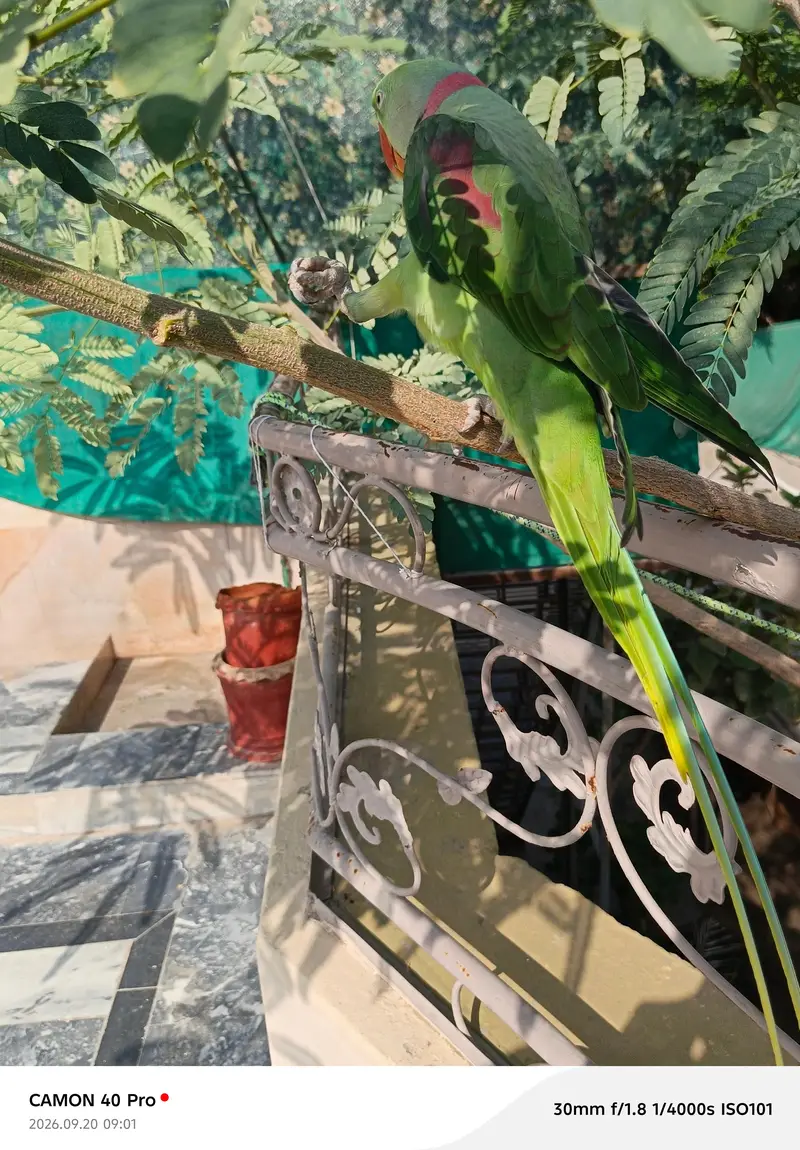 raww parrot for sale in bahawalpur and multan — photo 2