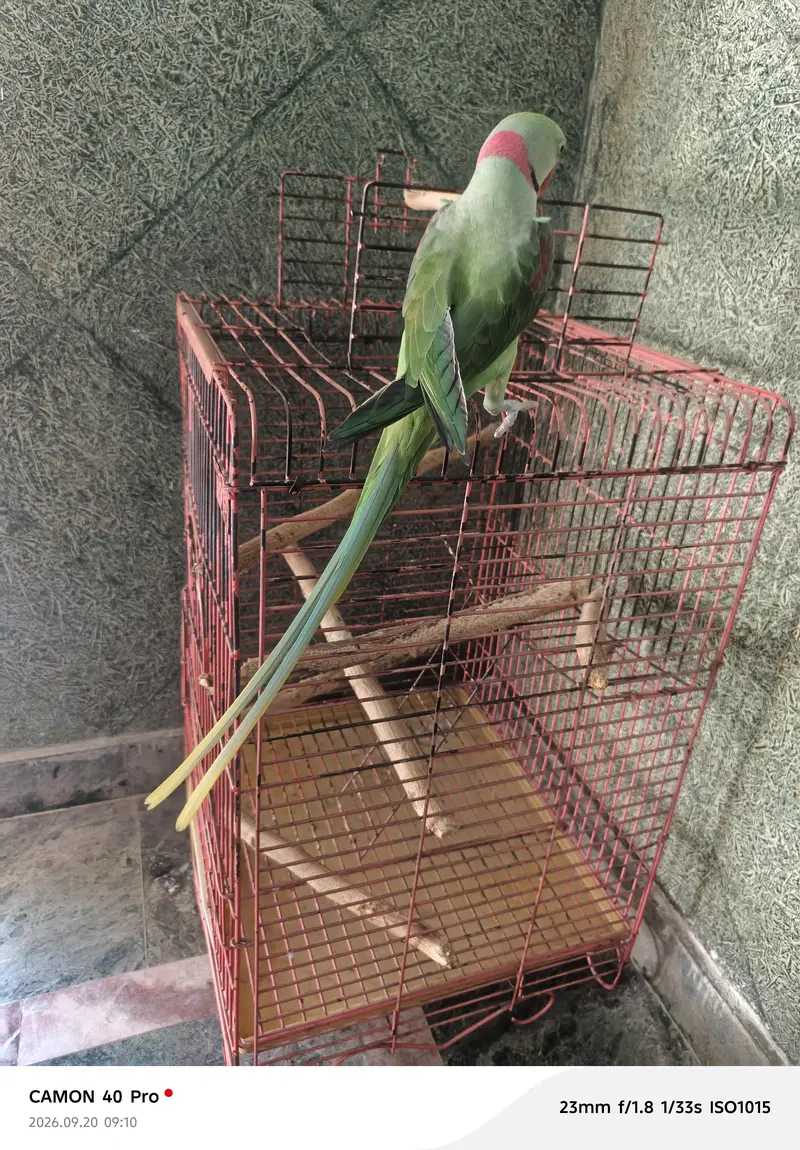 raww parrot for sale in bahawalpur and multan — photo 3