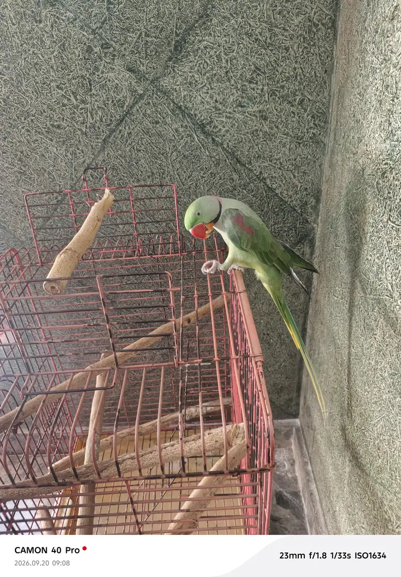 raww parrot for sale in bahawalpur and multan — photo 4