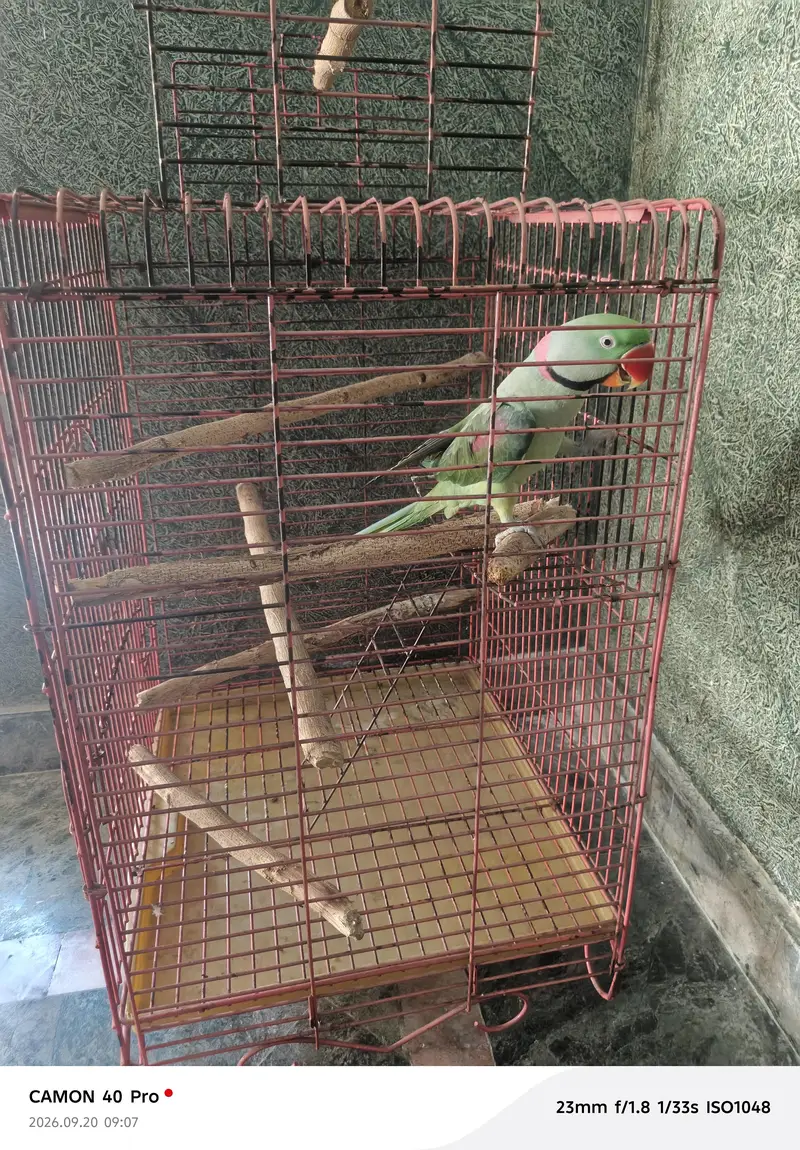 raww parrot for sale in bahawalpur and multan — photo 5