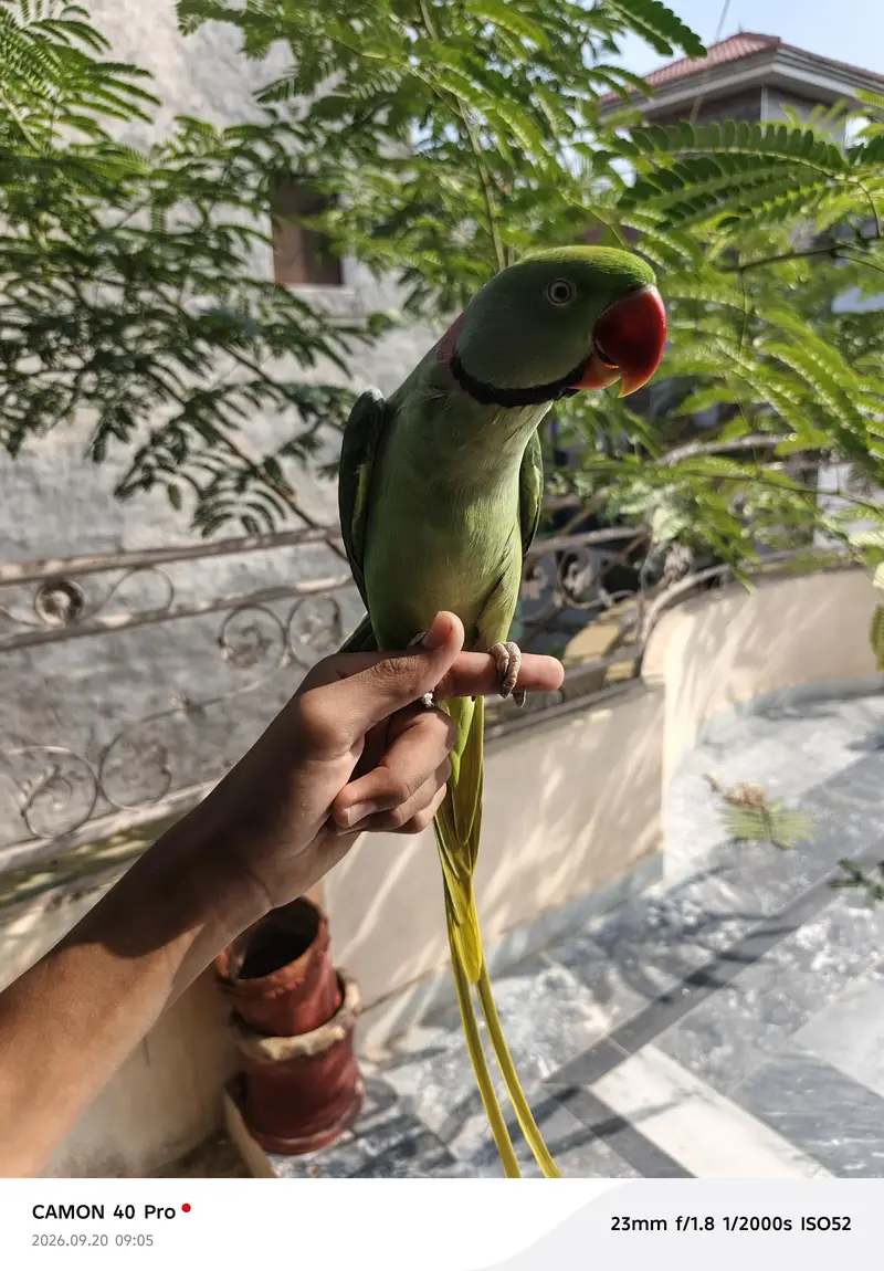 raww parrot for sale in bahawalpur and multan — photo 6
