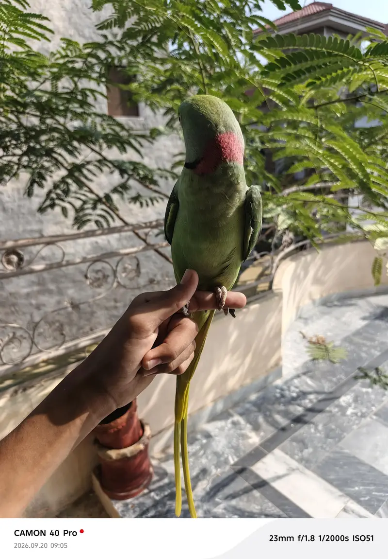 raww parrot for sale in bahawalpur and multan — photo 7