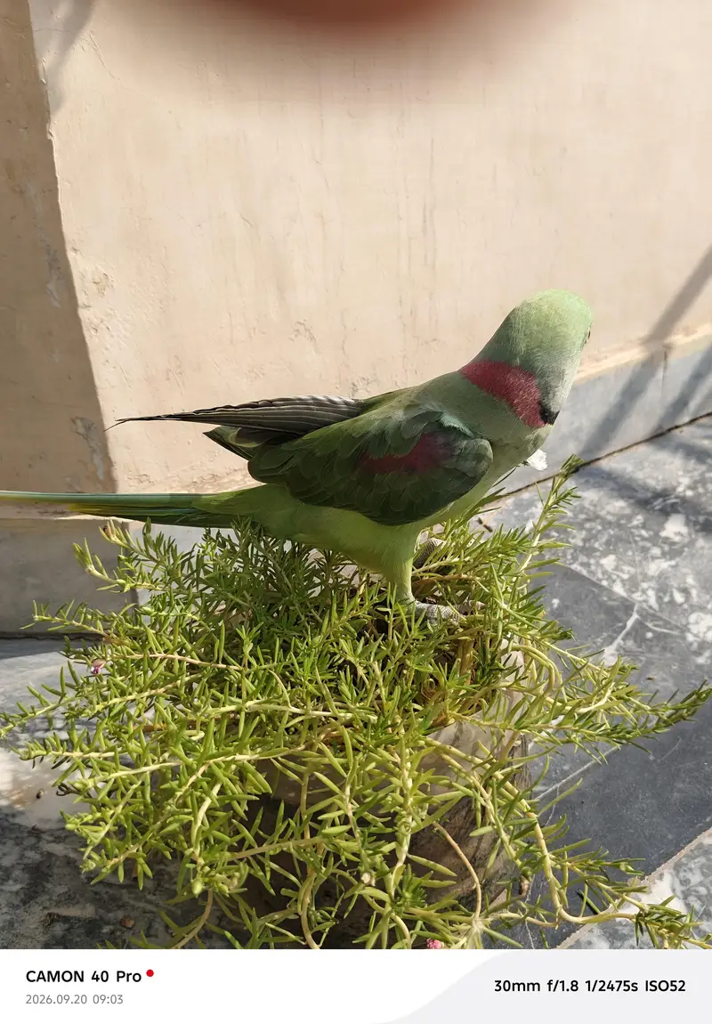 raww parrot for sale in bahawalpur and multan — photo 8
