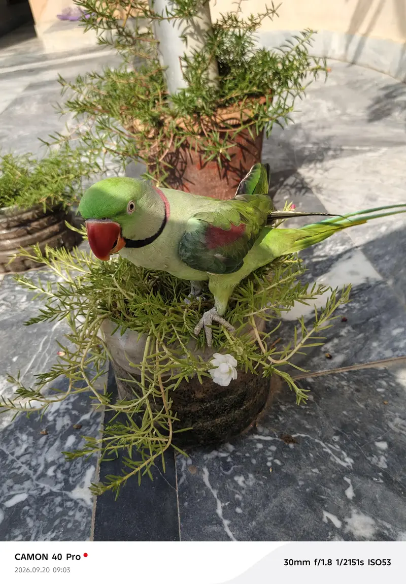 raww parrot for sale in bahawalpur and multan — photo 9