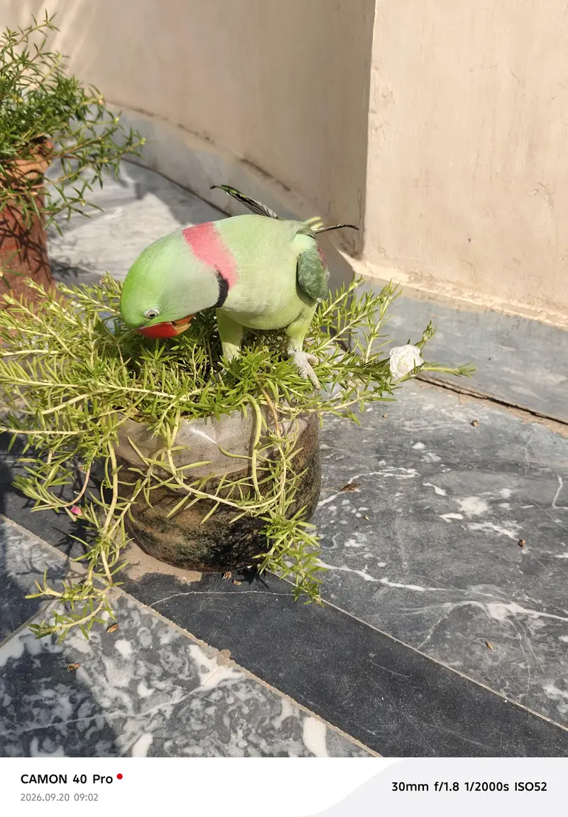 raww parrot for sale in bahawalpur and multan — photo 10