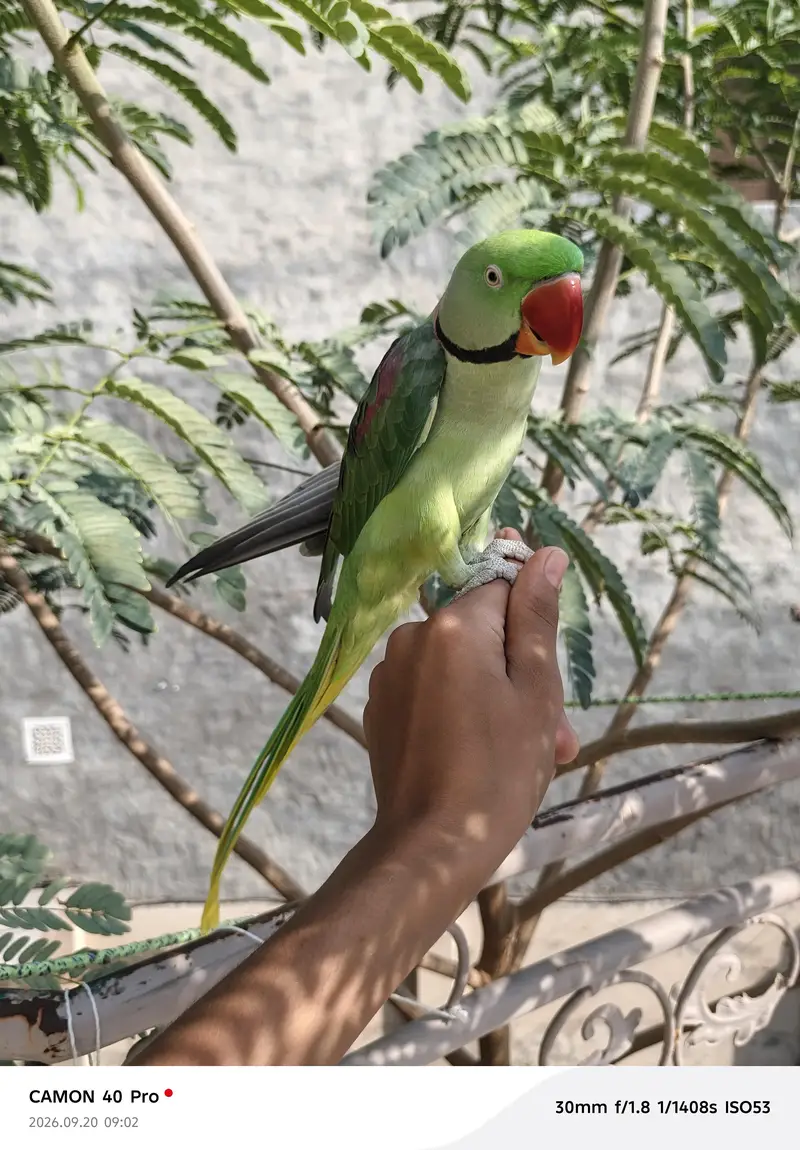 raww parrot for sale in bahawalpur and multan — photo 11