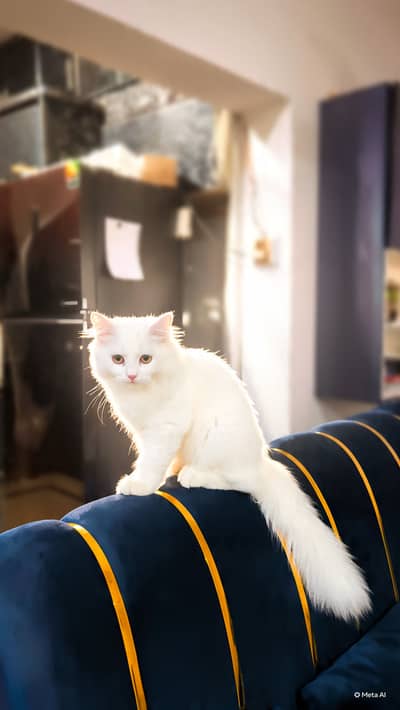 Persian Cat kittens For only cat Lovers