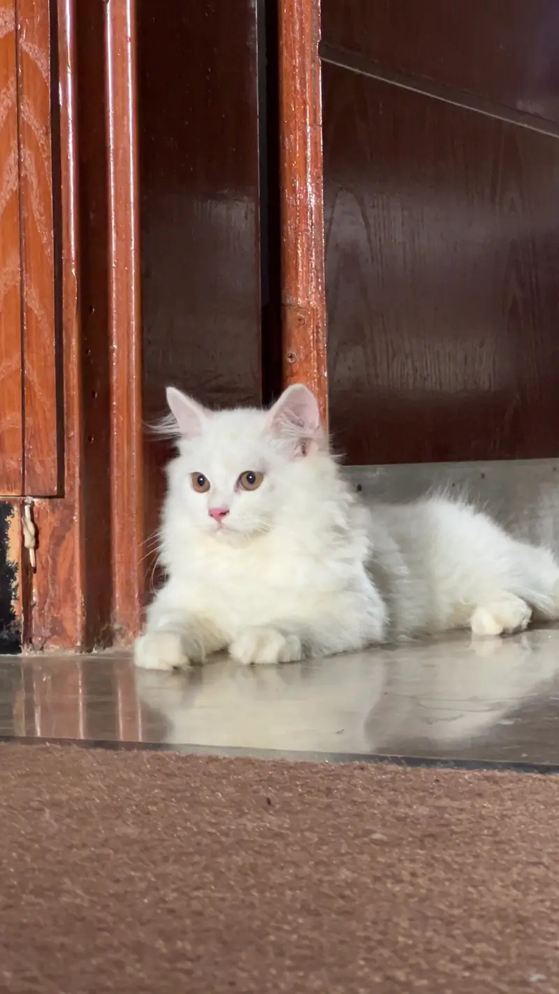 Persian Cat kittens For only cat Lovers — photo 2