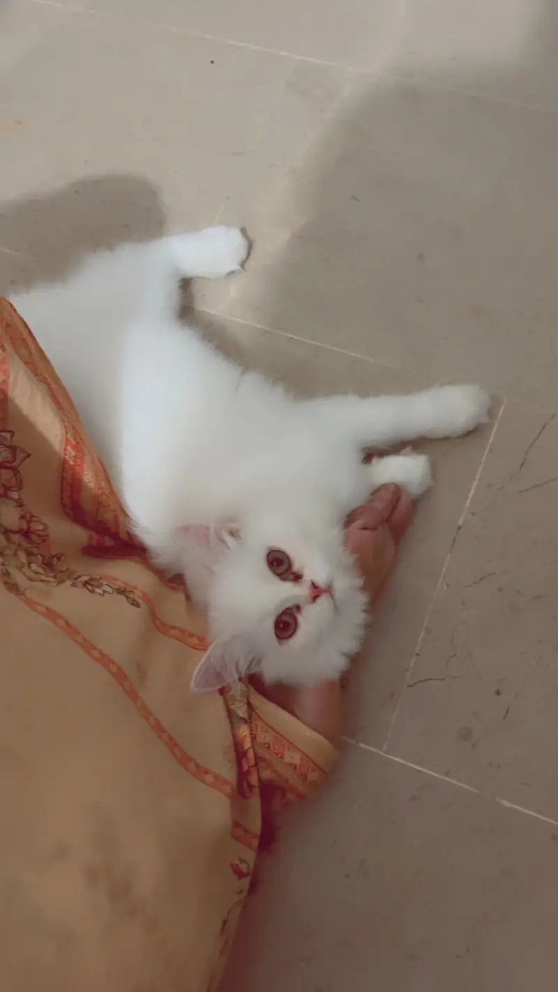 Persian Cat kittens For only cat Lovers — photo 3
