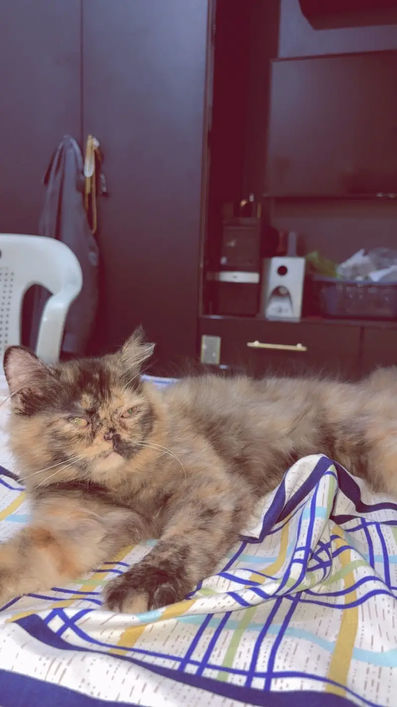 Persian Cat kittens For only cat Lovers — photo 4