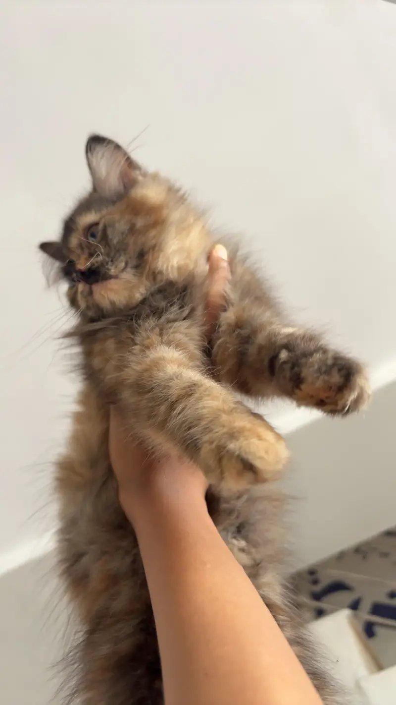 Persian Cat kittens For only cat Lovers — photo 5