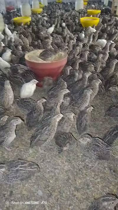 6,500 Commercial Hen Quails (Batair) Bulk Lot Available
