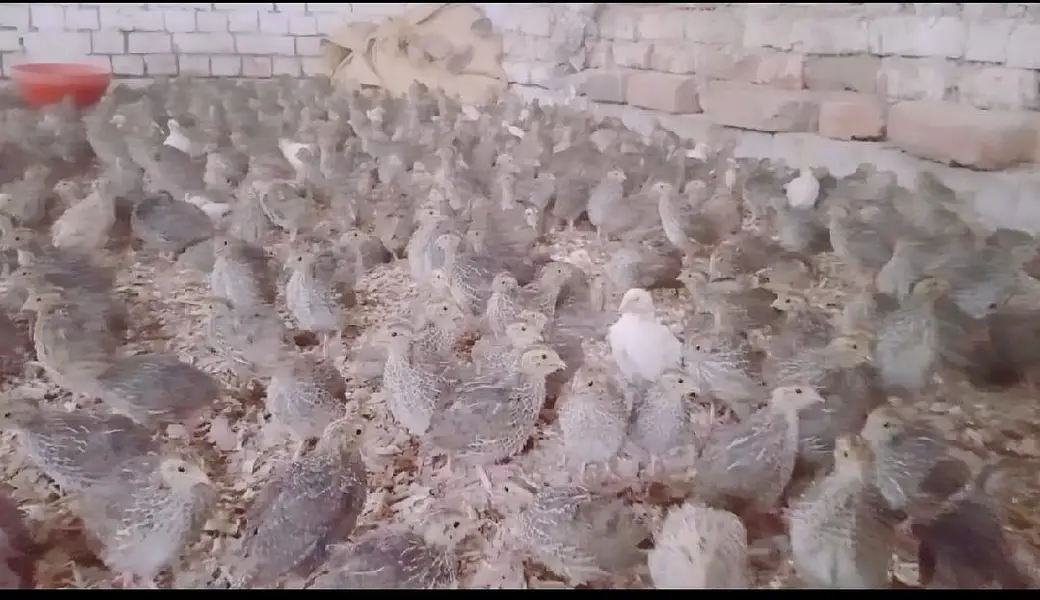 6,500 Commercial Hen Quails (Batair) Bulk Lot Available — photo 2