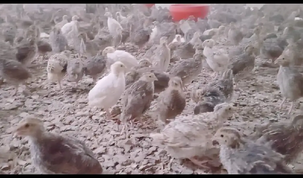 6,500 Commercial Hen Quails (Batair) Bulk Lot Available — photo 3