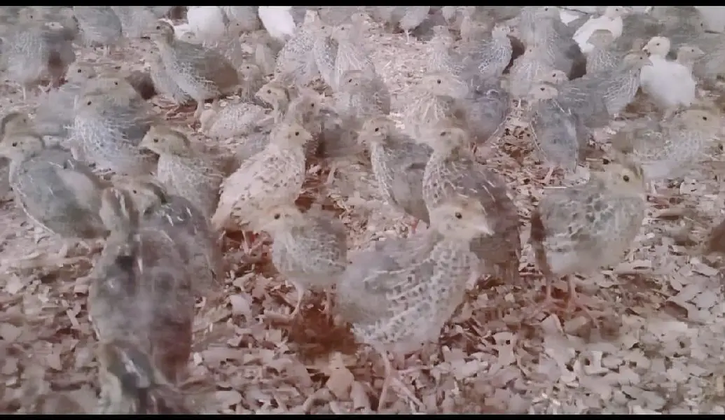 6,500 Commercial Hen Quails (Batair) Bulk Lot Available — photo 4
