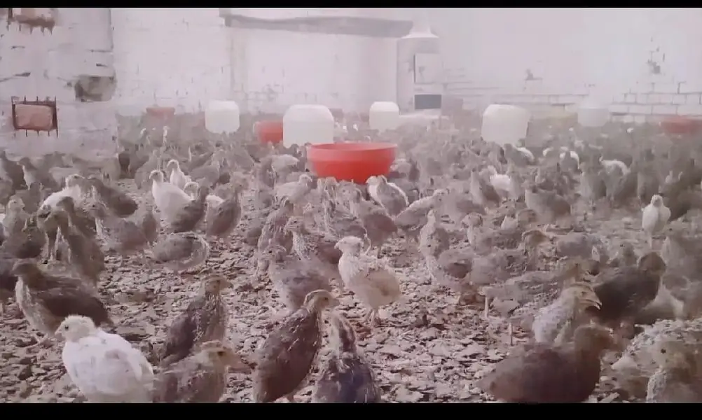 6,500 Commercial Hen Quails (Batair) Bulk Lot Available — photo 5