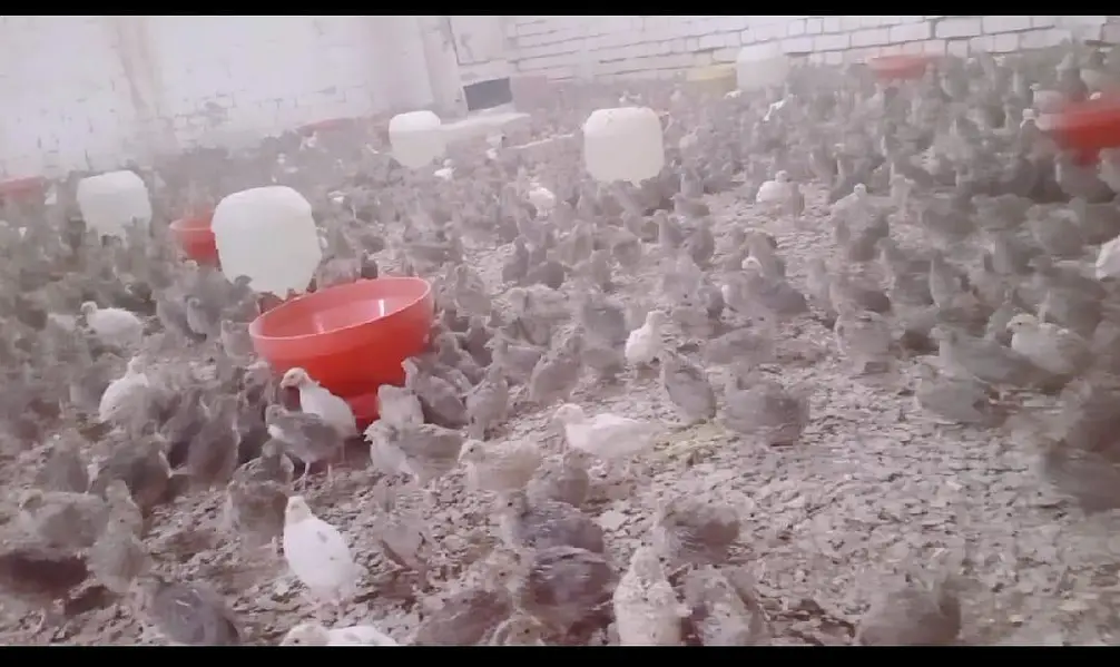 6,500 Commercial Hen Quails (Batair) Bulk Lot Available — photo 6
