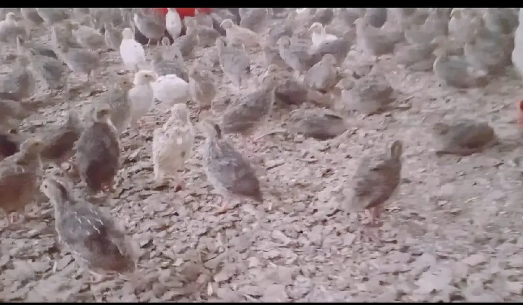 6,500 Commercial Hen Quails (Batair) Bulk Lot Available — photo 7