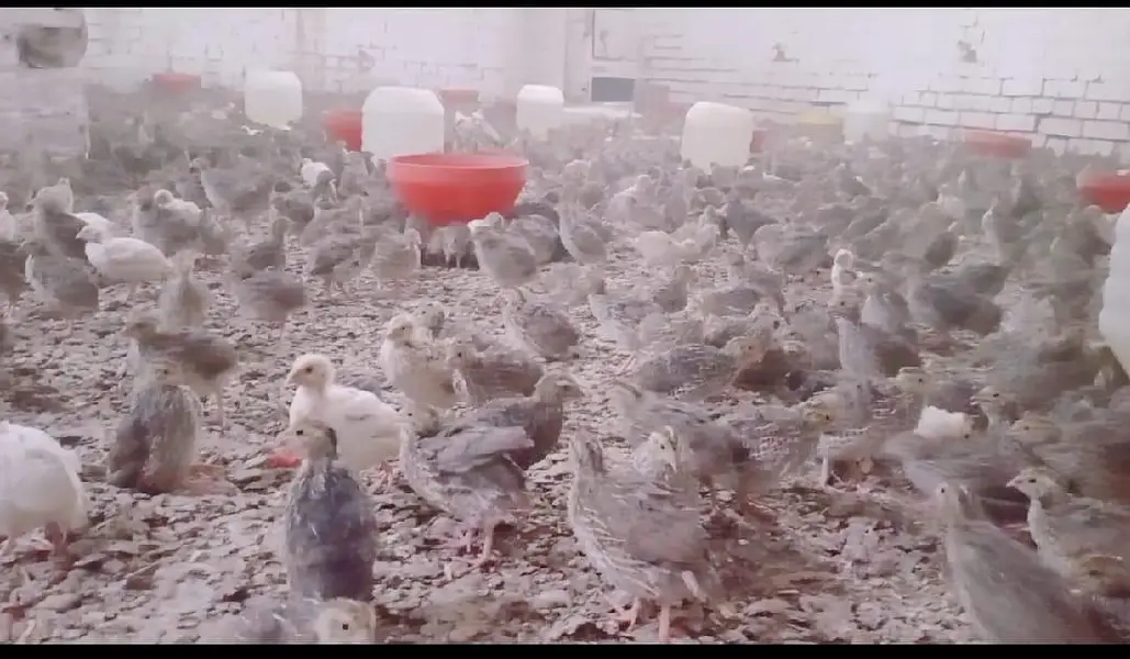 6,500 Commercial Hen Quails (Batair) Bulk Lot Available — photo 8