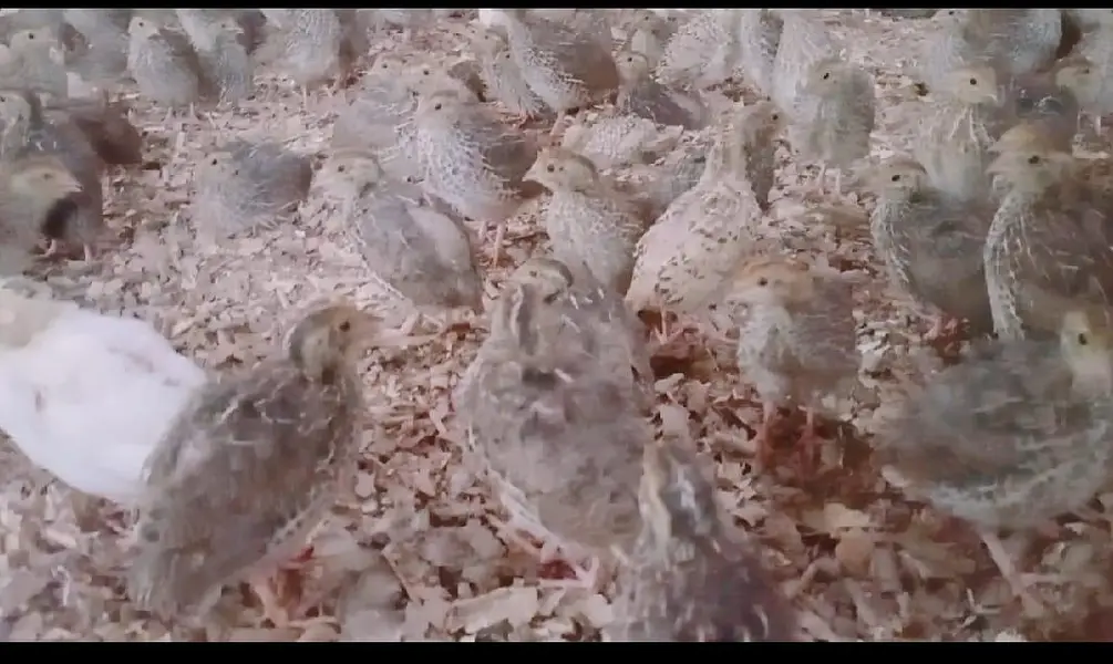 6,500 Commercial Hen Quails (Batair) Bulk Lot Available — photo 9