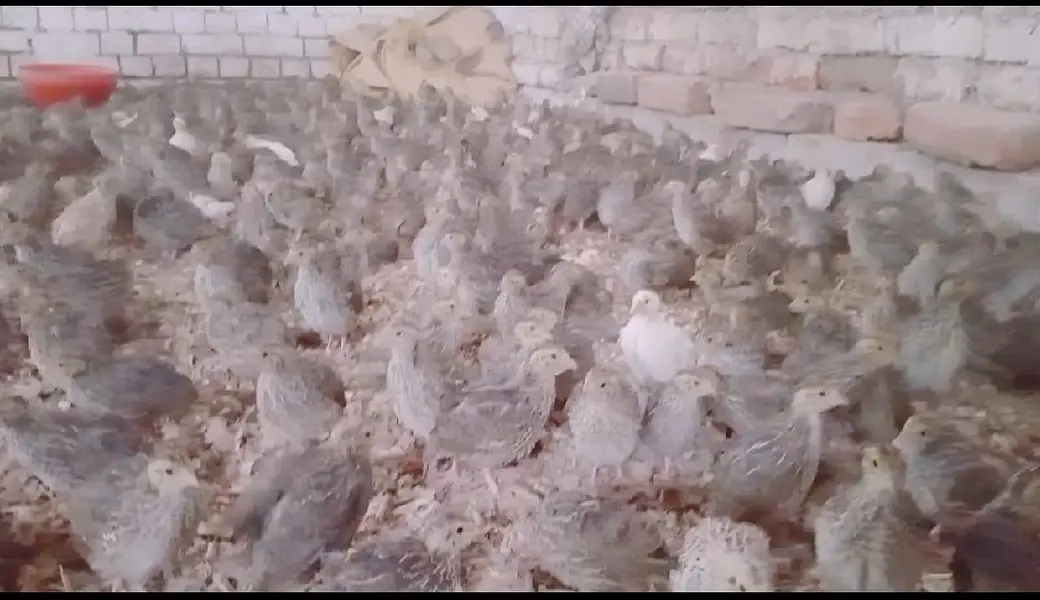 6,500 Commercial Hen Quails (Batair) Bulk Lot Available — photo 10
