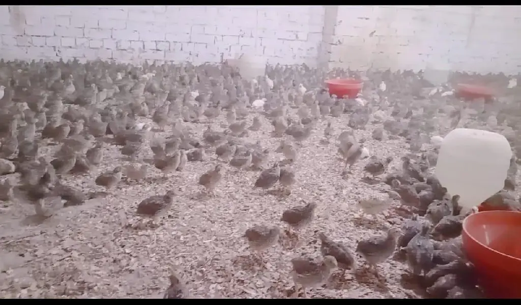 6,500 Commercial Hen Quails (Batair) Bulk Lot Available — photo 11