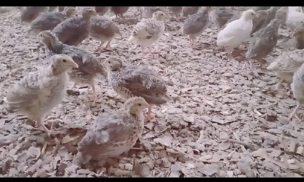 6,500 Commercial Hen Quails (Batair) Bulk Lot Available — photo 12
