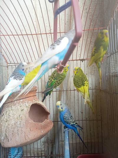 BUDGIES FOR SALE