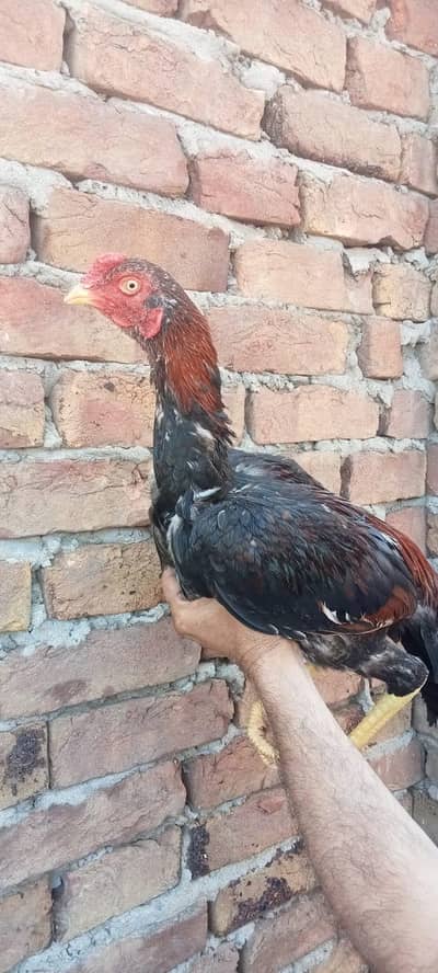 Pure Aseel mianwali lakha mushka patha urgent sale healthy and active