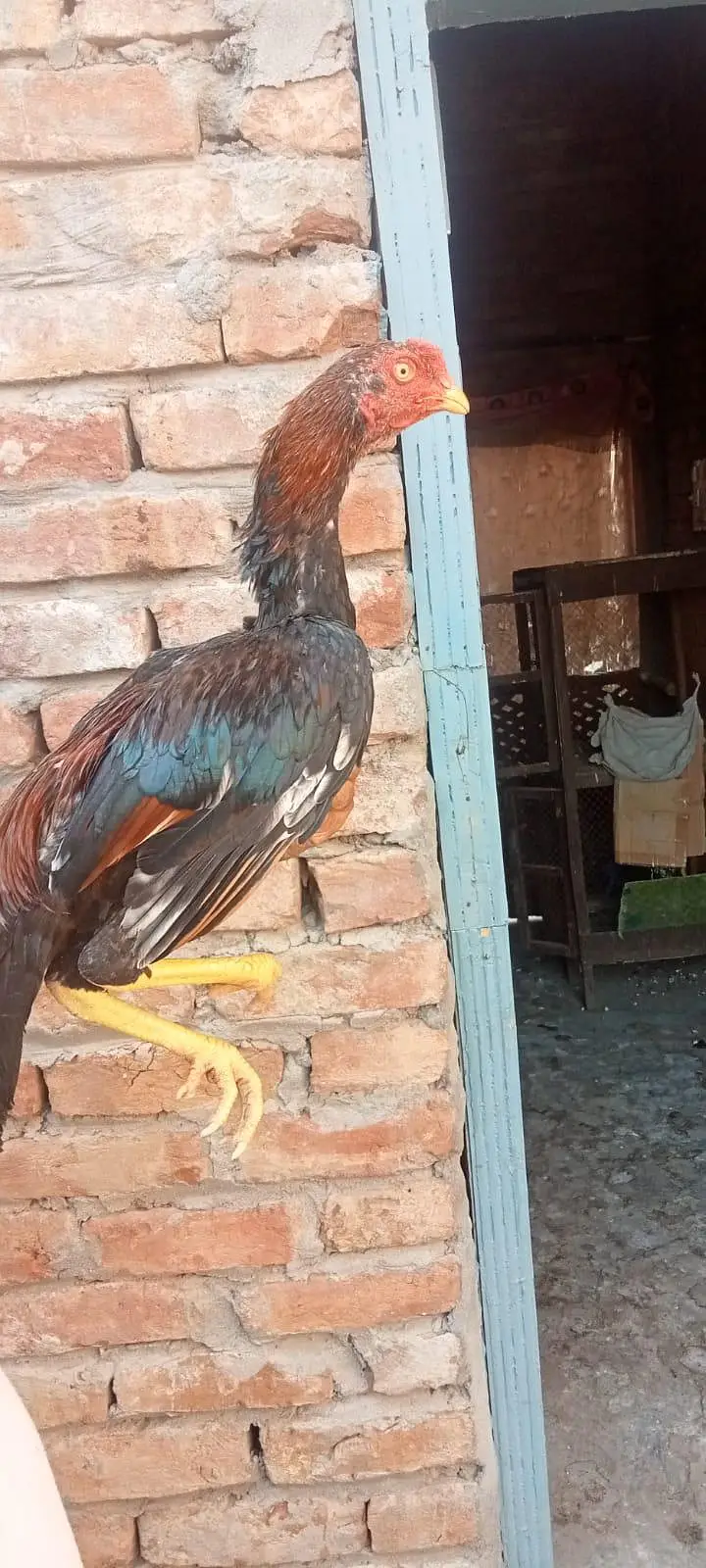 Pure Aseel mianwali lakha mushka patha urgent sale healthy and active — photo 4