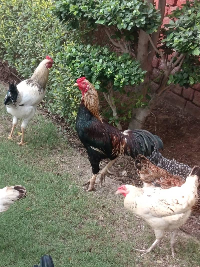 desi hens 0