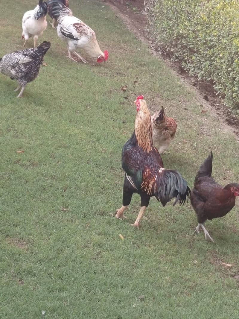 desi hens 1