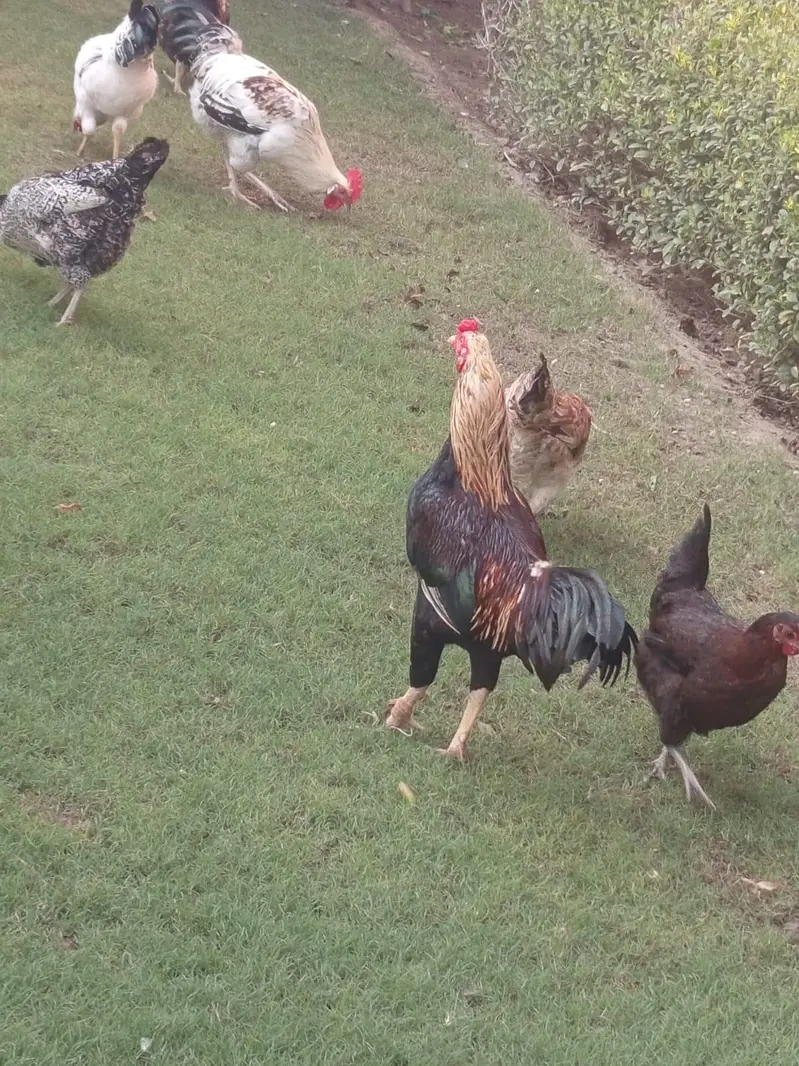 desi hens — photo 2