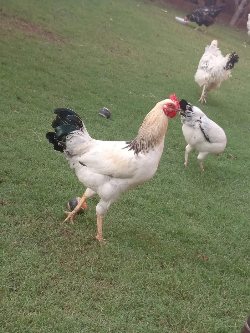 desi hens — photo 3