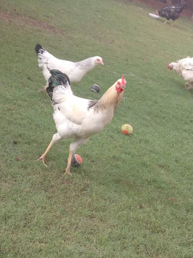 desi hens 3