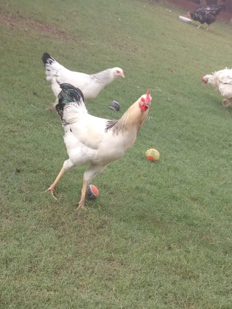 desi hens — photo 4