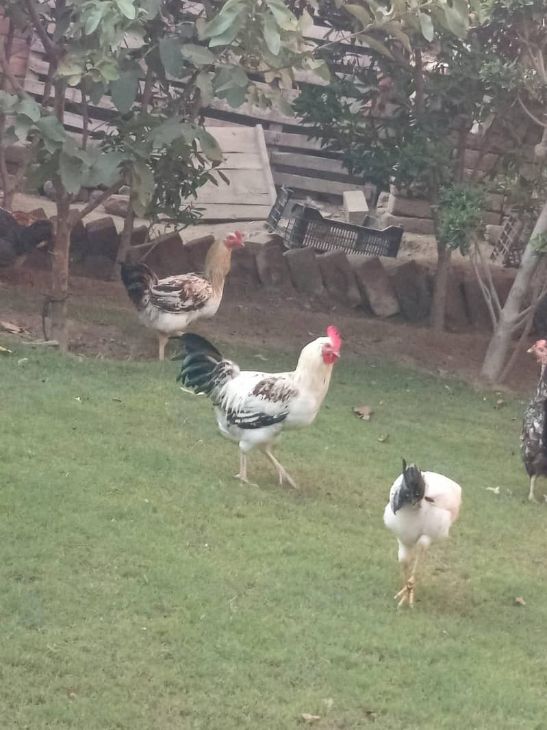 desi hens 4
