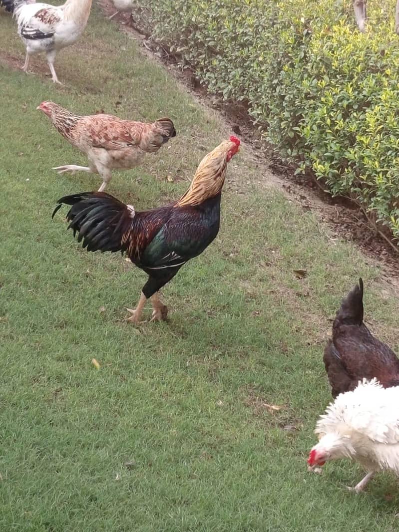desi hens 5