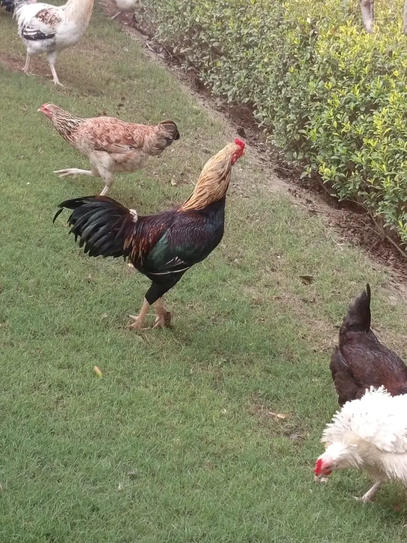 desi hens — photo 6
