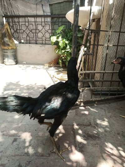 king size Shamo black long Lage | high quality shamo pair |