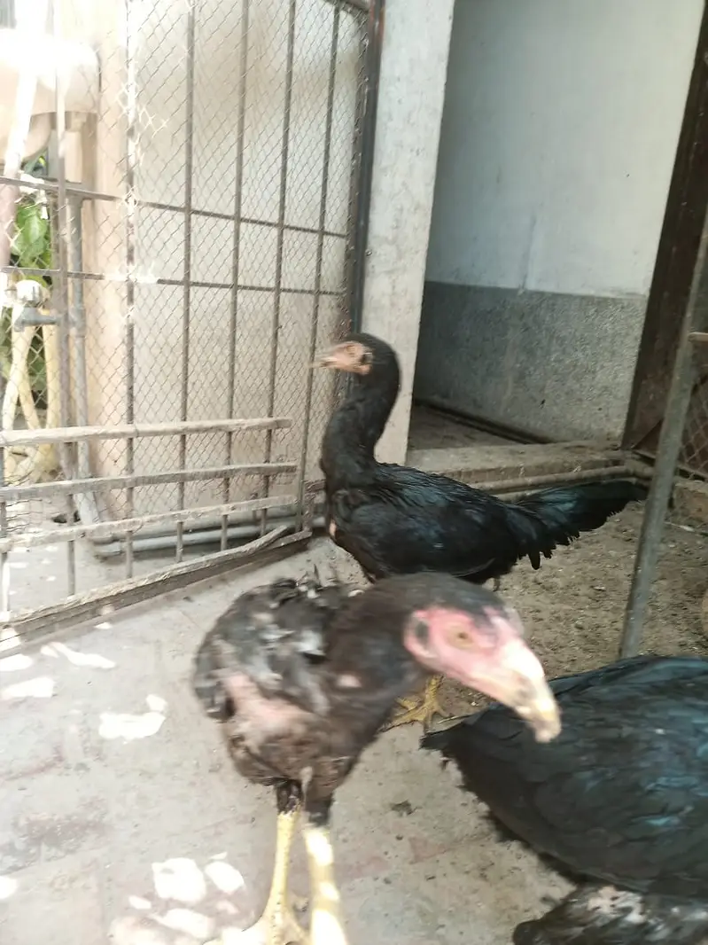 king size Shamo black long Lage | high quality shamo pair | — photo 2
