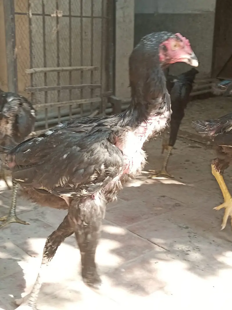 king size Shamo black long Lage | high quality shamo pair | — photo 5