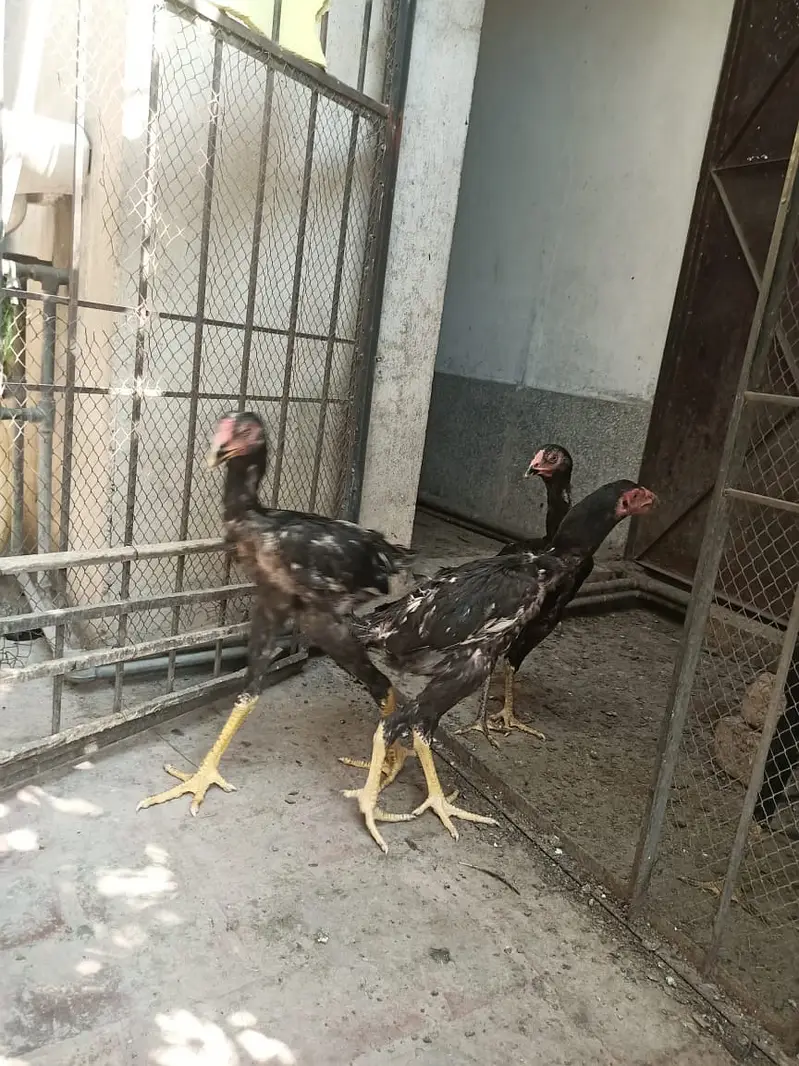king size Shamo black long Lage | high quality shamo pair | — photo 7