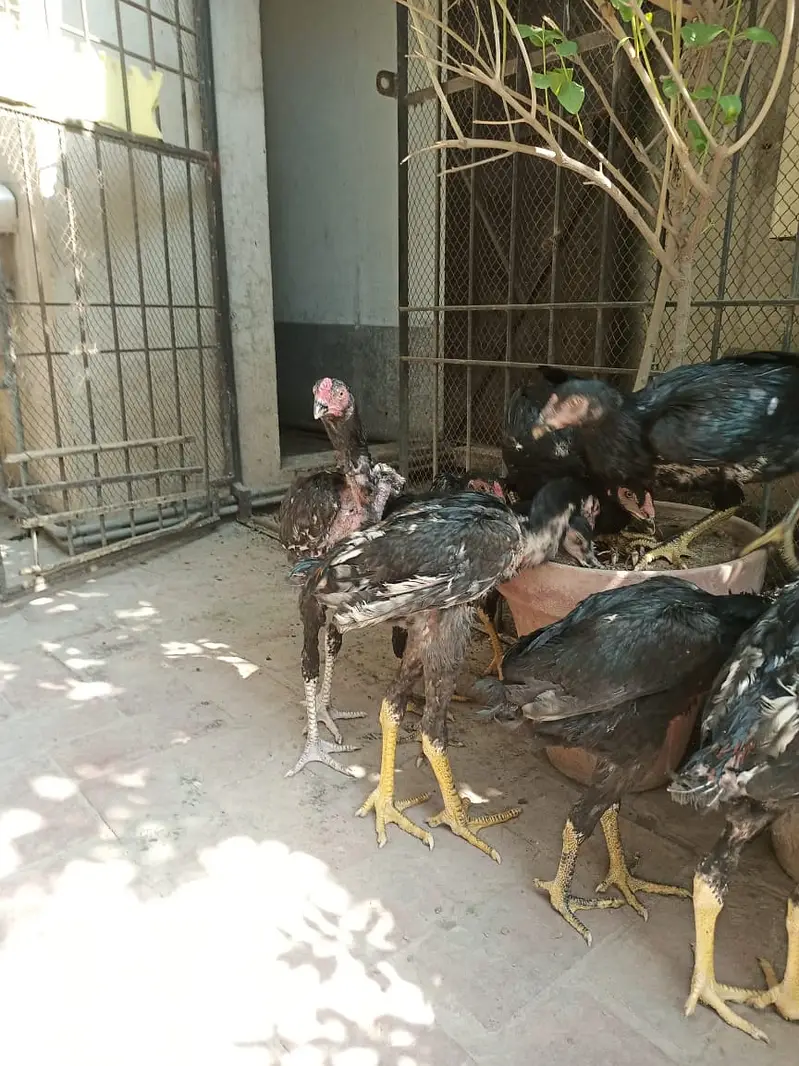 king size Shamo black long Lage | high quality shamo pair | — photo 8