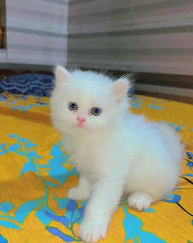 Persian kittens whatapp//0320 //7093//727 . . .