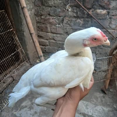 heera and mianwali female