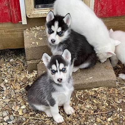 TOP QUALITY SIBERIAN HUSKY PUPPIES AVAILABLE FOR SALE