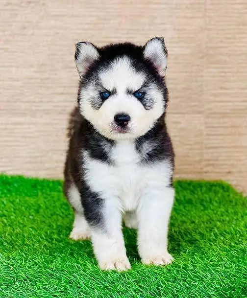 TOP QUALITY SIBERIAN HUSKY PUPPIES AVAILABLE FOR SALE — photo 3