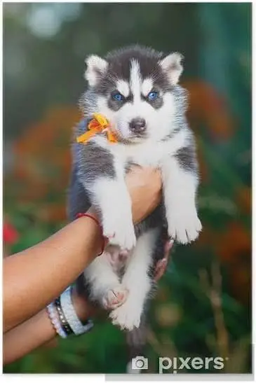 TOP QUALITY SIBERIAN HUSKY PUPPIES AVAILABLE FOR SALE — photo 4