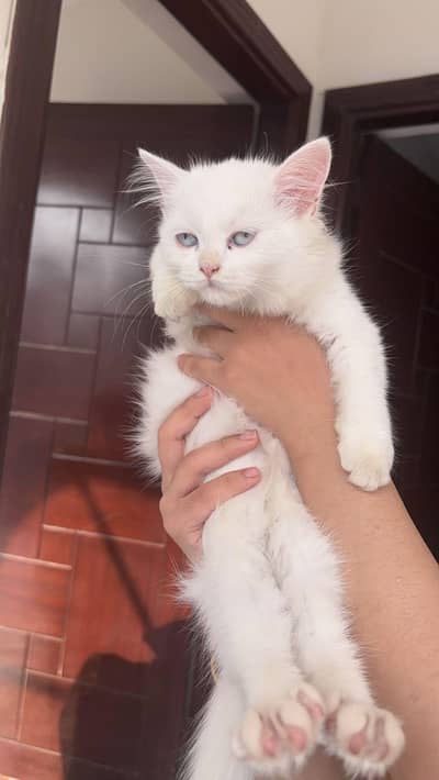 white kitten